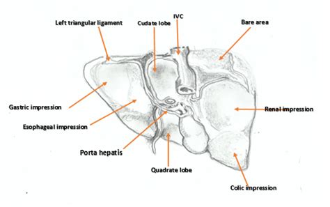 Lobes Of The Liver Loveseat