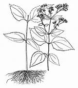 Drawing Snakeroot Taro Eupatorium Rugosum Leaf Getdrawings sketch template