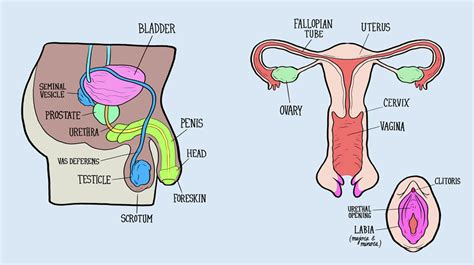Male And Female Reproductive Systems Harder To Label For