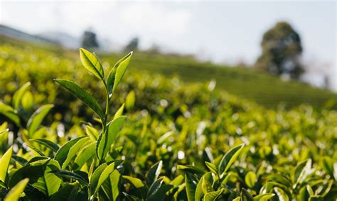 dont plant tea  reading   complete guide  tea plant