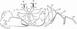 Relier Crabe Crab Points Printmania sketch template