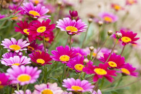 species  daisies   flower garden