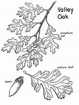 Tree Coloring Leaves Oak Valley Fruit Pages Quercus Lobata Color sketch template