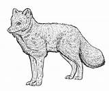 Fox Arctic Poolvos sketch template