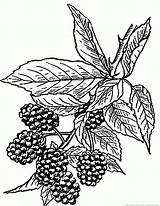 Blackberry Coloring Blackberries Drawing Sheet Template Fruit Clipartmag sketch template