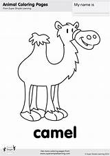 Camel Coloring Animal Simple Super Learning Animals Colouring Farm Flashcards Worksheets Esl Kindergarten Tons Pages sketch template