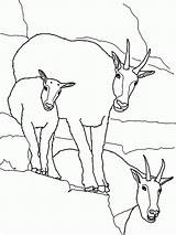 Pygmy Goats Popular sketch template