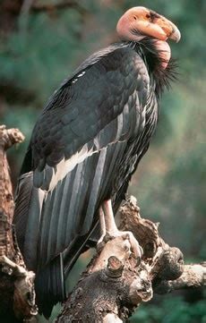 ecofriendly california condor