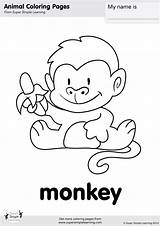 Monkeys Supersimple Pict Jungle sketch template