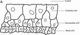 Physiology Afraid Bladder Epithelium sketch template