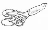 Squid Giant Colossal Coloring Sheet Whale sketch template