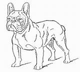 Bulldog French Coloring Pages Drawing Bulldogs Russia Dog Bull Getdrawings sketch template