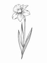 Daffodil Narcissus sketch template