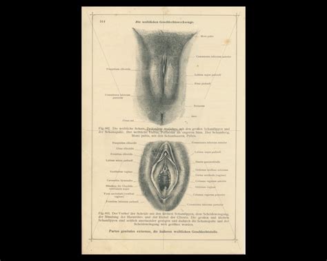 Antique Vulva Print Female Sex Organs Print Vagina Print Etsy