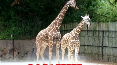 Rare Video Of Giraffe Mating And Breeding Giraffe Giving