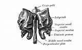 Anatomy Bone Ethmoid Gray Memrise sketch template