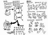 Genetics Dna Coloring Worksheet Sheet Virus Biology Sheets Color Science Vocabulary School High Basic Pages Parts Worksheets Notes Visit Template sketch template