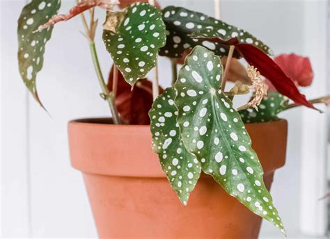 angel wing begonia indoor plant care growing guide