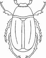 Colorear Escarabajo Escarabajos Colorat Planse Gandaci Insectos Stag Desene Designlooter Bajo sketch template