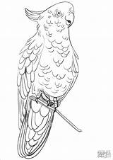 Cockatoo Coloring Rose Pages Breasted Printable Cockatoos Drawing Coloringbay Color Animal Animals Stencil Birds Bird Popular Choose Board Adult Categories sketch template