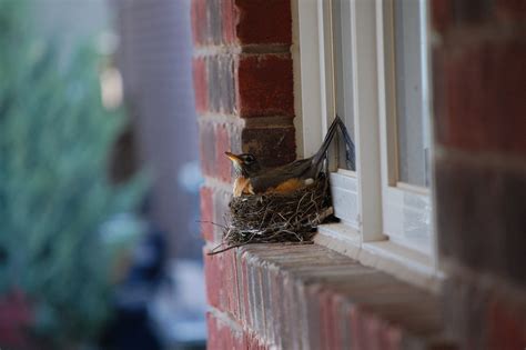 preventing bird nests   house