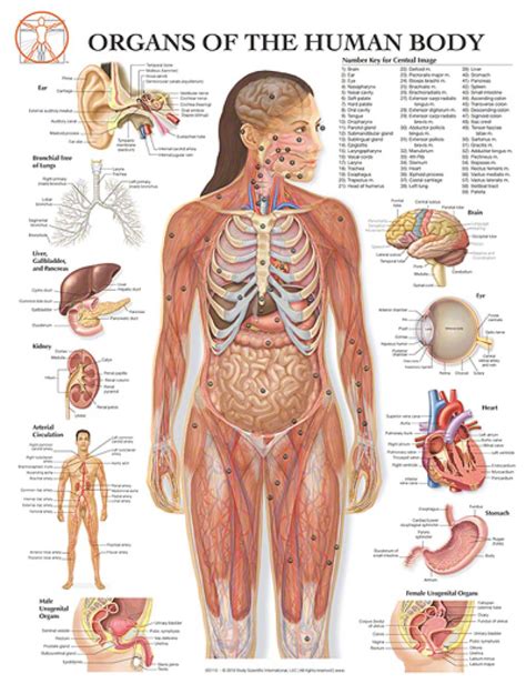 free human body parts download free human body parts png images free
