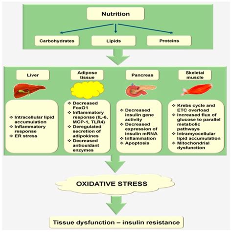 oxidative stress part