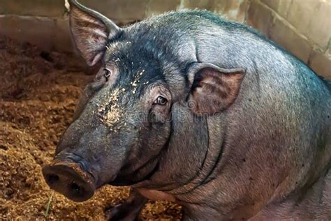 herbivoor een dwergachtig varken stock foto afbeelding bestaande uit vuil varkensvlees