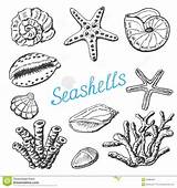 Starfish Conchiglie Disegni Corallo Seashells Stelle Colorare Delle Alghe Raccolta Isolati Seashell Pesce Pesci sketch template