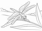 Dragonfly Coloring Pages Stem Drawing Dragonflies Sits Printable Realistic Moth Luna Color Supercoloring Pond Life Categories sketch template
