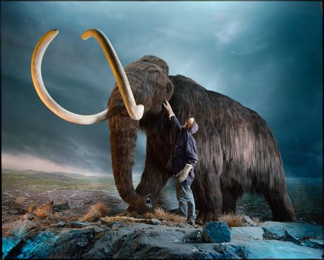 resurrect  woolly mammoth heres