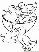 Ducks Kleurplaten Patinhos Ducklings Coloringpages101 Kuikentjes Colorier Tudodesenhos Afkomstig Dieren Buzz2000 Sayfaları Hayvan Boyama Eenden sketch template