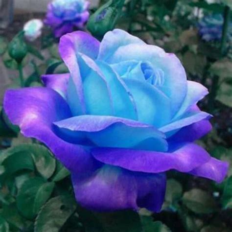 buy bllue adorable flower fragrant blooms luminous fluorescence rose seeds  affordable prices