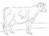 Holstein Supercoloring Druku Kolorowanka Mewarnai Kleurplaten Sapi Vache Rind Cows Frisona Sketsa Ausmalbild Procoloring Kolorowanki Koe Mucche Wydruku Malbilder Printen sketch template