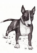 Terrier Ink Bullterrier Terriers Illustrations Print Perro sketch template