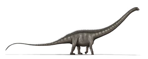 filesupersaurus dinosaurpng wikimedia commons