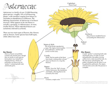 structure  flower  sunflower  cross section diagram  flower head  pseudanthium parts