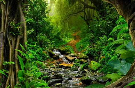 interesting amazon rainforest facts  facts