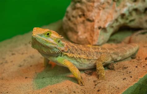 bearded dragon lizards infect   salmonella nbc news