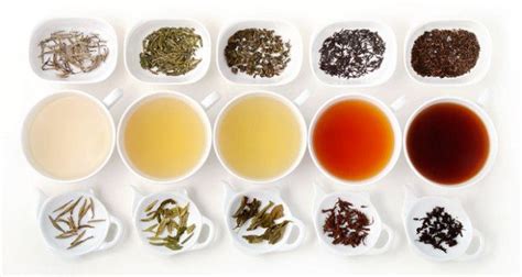 6 Types Of Tea You Should Drink For Your Health Wise Thinks
