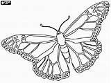 Mariposas Monarcas Monarch sketch template