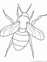 Insetos Insects Pintarcolorir Ara Coloringhome sketch template