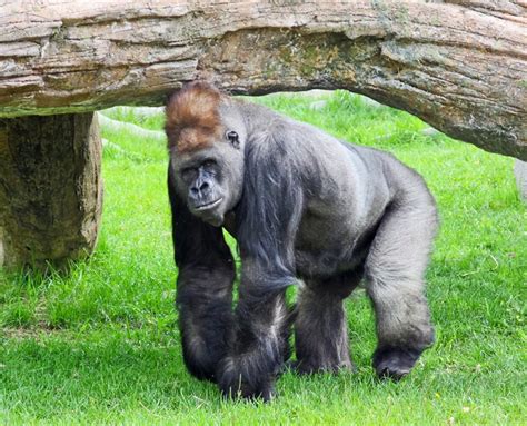 passing   patriarch calgary zoo gorilla kakinga dies   citynews toronto