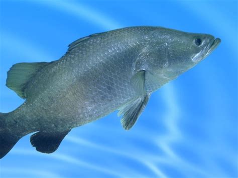 barramundi saltwater  freshwater fish facts