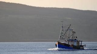 plenty  fish   brexit sea bbc news