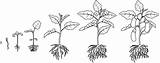 Cycle Life Coloring Growth Plant Eggplant Root Stages System Flowering Aubergine Illustration Stock Now Vectors Seeding sketch template