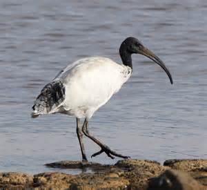 The Role of the Sacred Ibis in Ancient Egypt janetthomas