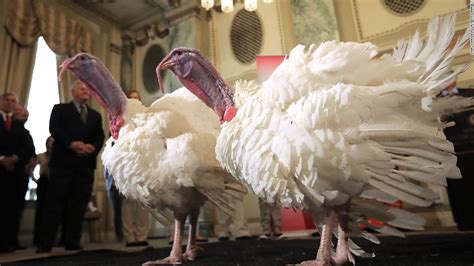 fowl play trump officially pardons drumstick the turkey cnnpolitics