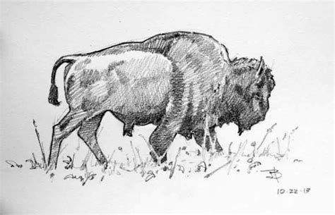 bortzart bison sketches sketches bison animal drawings