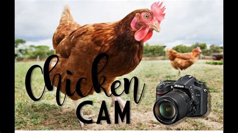 Chicken Cam Youtube